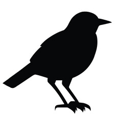 crow on a white background