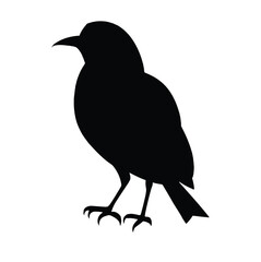 crow on white background
