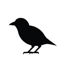 silhouette of a bird