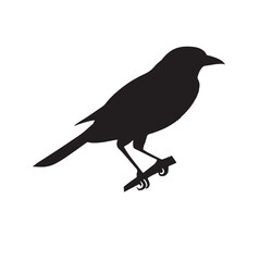 crow on a white background