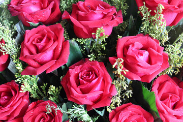 Red, Yellow and Pink Rose. Abstract Rose Background. Different colors of Rose. Beautiful Roses. Different color of roses.