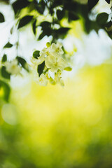spring green leaves - 585185760