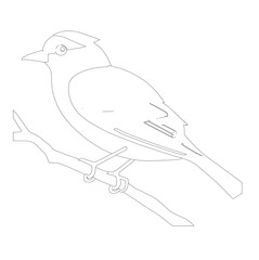illustration of a bird