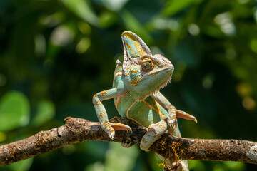 The veiled chameleon (Chamaeleo calyptratus) is a species of chameleon (family Chamaeleonidae) native to the Arabian Peninsula