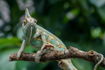 The veiled chameleon (Chamaeleo calyptratus) is a species of chameleon (family Chamaeleonidae) native to the Arabian Peninsula