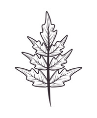 leaf floral nature and botanical