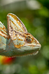The veiled chameleon (Chamaeleo calyptratus) is a species of chameleon (family Chamaeleonidae) native to the Arabian Peninsula