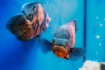 Tiger Oscar is waiting for dinner.