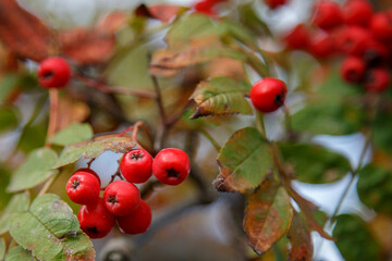 Rowanberries on a background of misty green leaves. Red rowanberries.