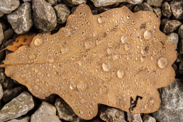 A brown oak leaf between stones.
