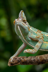 The veiled chameleon (Chamaeleo calyptratus) is a species of chameleon (family Chamaeleonidae) native to the Arabian Peninsula