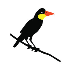 toucan on a branch