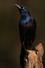 Common Grackle