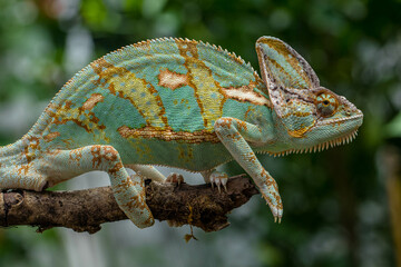 Naklejka premium The veiled chameleon (Chamaeleo calyptratus) is a species of chameleon (family Chamaeleonidae) native to the Arabian Peninsula