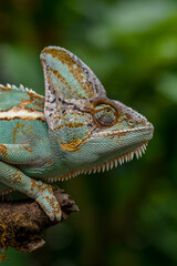 The veiled chameleon (Chamaeleo calyptratus) is a species of chameleon (family Chamaeleonidae) native to the Arabian Peninsula