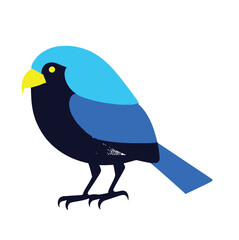 blue bird on a white background