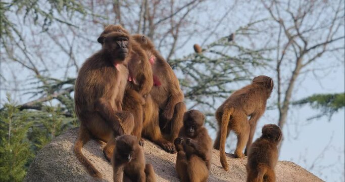 Close up of Baboons sitting on a rock on a sunny day