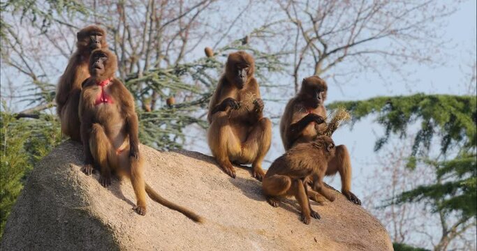 Close up of Baboons sitting on a rock on a sunny day