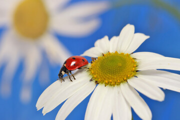 Ladybug leisurely runs on a field flower named Daisy.  Chamomile looks beautiful on both blue and green background, and ladybug complements the picture well.  © achkin