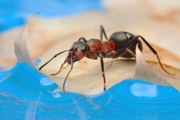 An ant sits on a small leaf on the surface of the water and looks at the water.