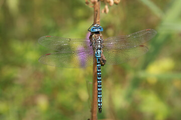 Dragonfly (Anax imperator) from the family Aeshnidae, an active predator chasing prey in the air.