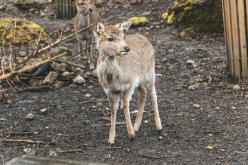 Reh im Wald
