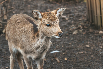 Fototapeta premium Reh im Wald