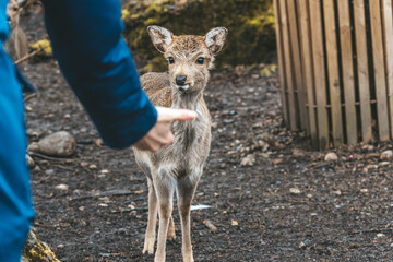 Reh im Wald