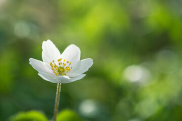 wood anemone (Anemone nemorosa), or Sylvie anemone