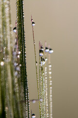 Grass in the meadow with morning dew and drops of water.