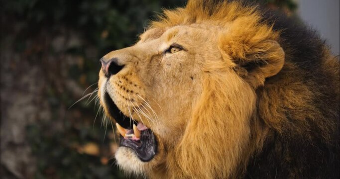 Close up of lion head roaring
