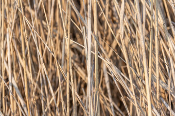 Dry brown plants on a light background. Beautiful landscape for a postcard or poster. Drought concept.