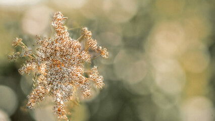 Dry brown plants on a light background. Beautiful twigs for a postcard or poster.