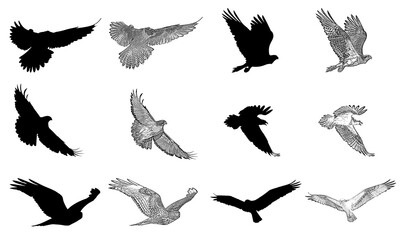 set of flying birds, silhouettes, sketches, falcon, hawk
