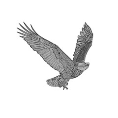 Fototapeta na wymiar black eagle in flight, eagle sketches, falcon sketch