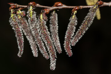 Close-up of the flowers of an aspen showing their long and bushy umbels in spring. The background is dark.