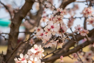 tree blossom
blossom
tree in spring
flowering mangroves