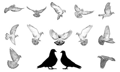 collection of birds, collection of pigeons, set of pigeons sketches,