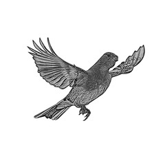 sparrow sketch, bird sketch, bird icons