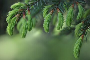 spruce branch with young shoots