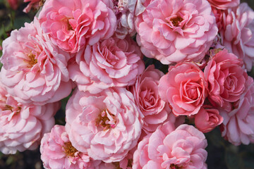 background of pink roses flowers