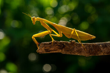 Hierodula membranacea is a large praying mantis, sharing its common name giant Asian mantis with other large members of genus Hierodula: of which it is the type species. Its colours vary from green