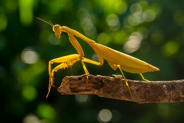 Hierodula membranacea is a large praying mantis, sharing its common name giant Asian mantis with other large members of genus Hierodula: of which it is the type species. Its colours vary from green