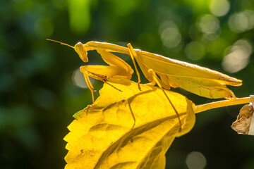 Hierodula membranacea is a large praying mantis, sharing its common name giant Asian mantis with other large members of genus Hierodula: of which it is the type species. Its colours vary from green