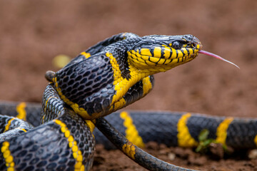 Boiga dendrophila, commonly called the mangrove snake or the gold-ringed cat snake, is a species of rear-fanged venomous snake in the family Colubridae