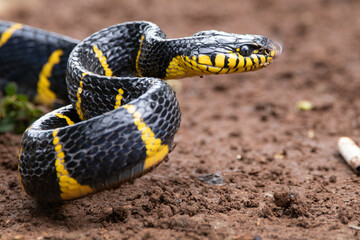 Boiga dendrophila, commonly called the mangrove snake or the gold-ringed cat snake, is a species of rear-fanged venomous snake in the family Colubridae