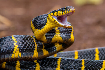 Boiga dendrophila, commonly called the mangrove snake or the gold-ringed cat snake, is a species of...