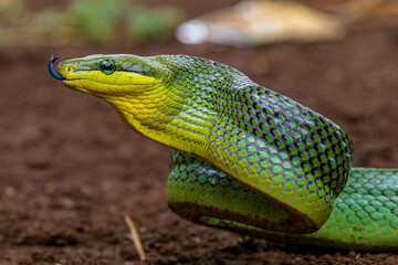 Gonyosoma oxycephalum, known commonly as the arboreal ratsnake, the red-tailed green ratsnake, and the red-tailed racer, is a species of snake in the family Colubridae. The species is endemic to South