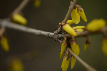 first yellow spring flowers 