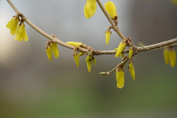 spring flowers close-up, bright yellow branches of European forsythia against the background of a cloudy sky, spring flowering pieces, bright yellow background, bright yellow floral background, 